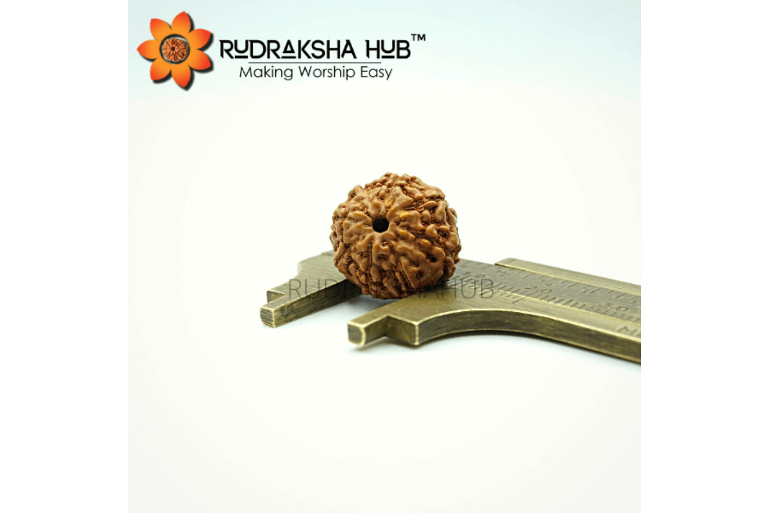 8 Mukhi Rudraksha (Indonesian)