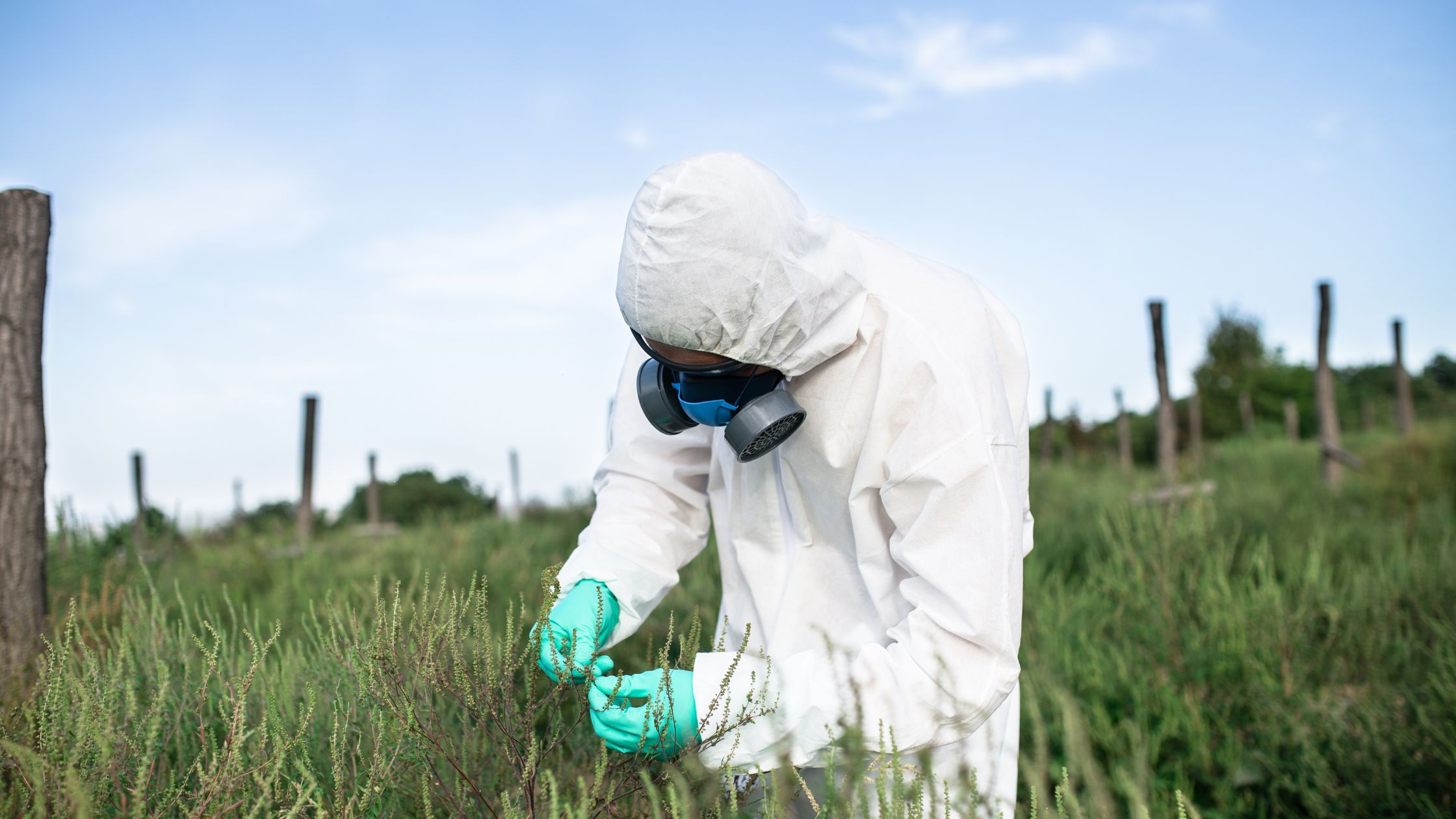 Tips for getting a weed free lawn
