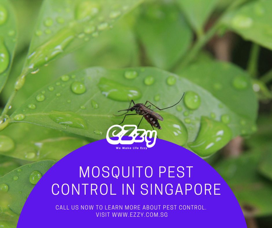 Mosquito Prevention | Singapore - Ezzy Pest Control