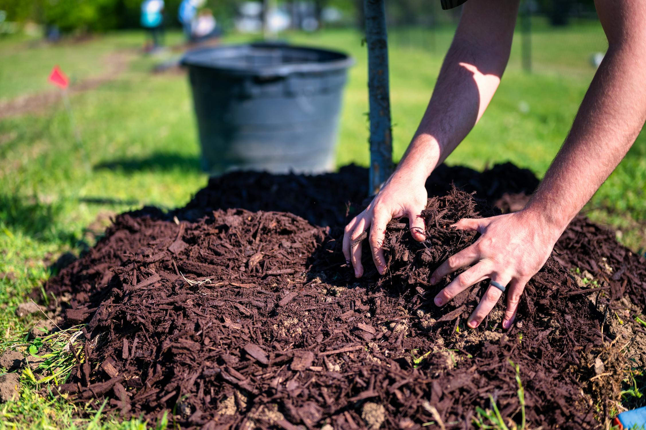 The Benefits of Mulching: Why Your Trees Need It