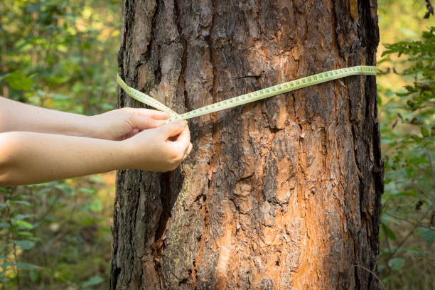 The Importance of Tree Inspections and Assessments