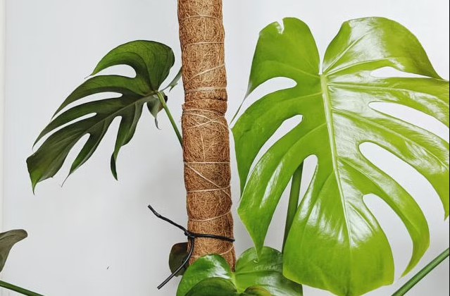 How to Train a Monstera Deliciosa on a Moss Pole?
