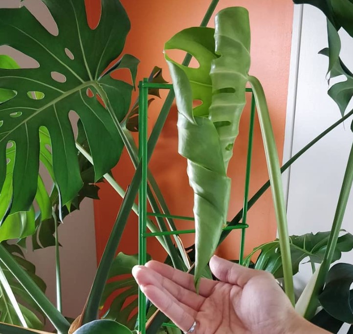 Monstera leaf not unfurling? Causes and how to fix them
