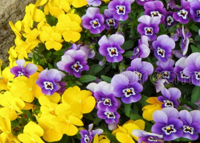 Pansy All Time Blooming