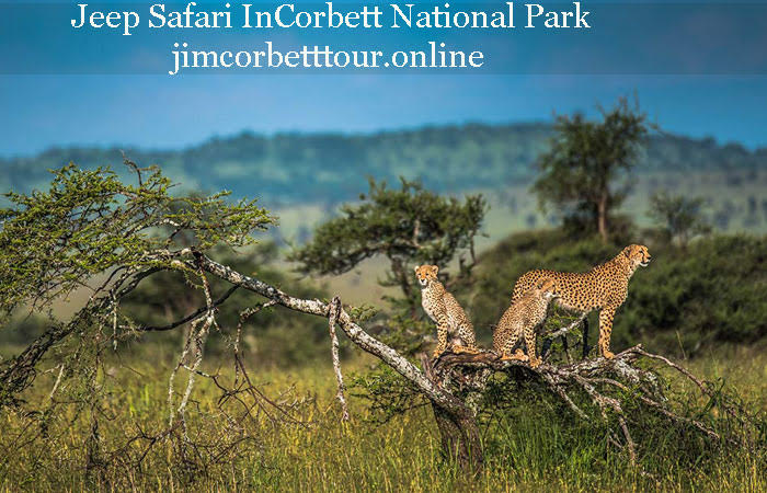 Corbett tour packages services.