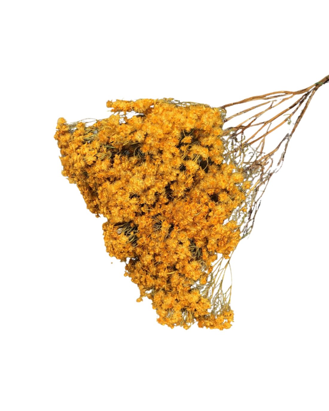 Most Popular Wedding Flowers of All Time - Dried Flowers