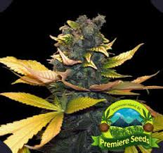 best Canadian Seed Bank