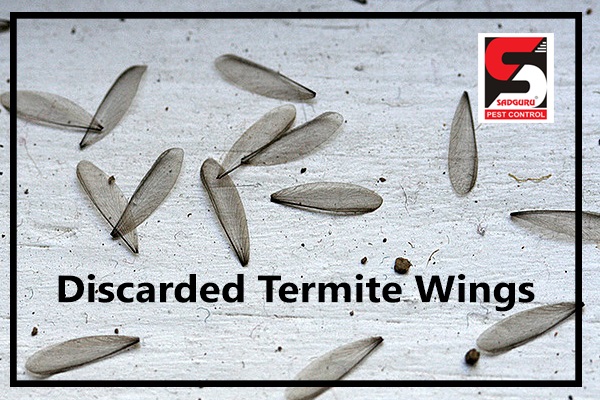 Pest Control Services in Borivali - Sadguru Pest Control