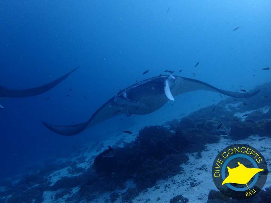 Experience The Best Scuba Diving in Bali- Dive Concepts