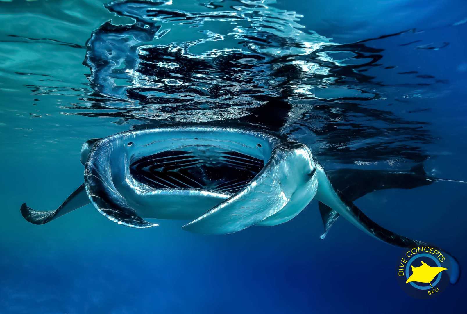 Bali Dive Shop: Your Complete Guide to Unforgettable Diving Adventures