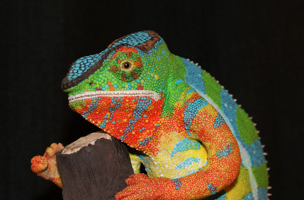 Polymer Chameleon Market 2022 | Industry Demand, Fastest Growth, Opportunities Analysis and Forecast To 2028