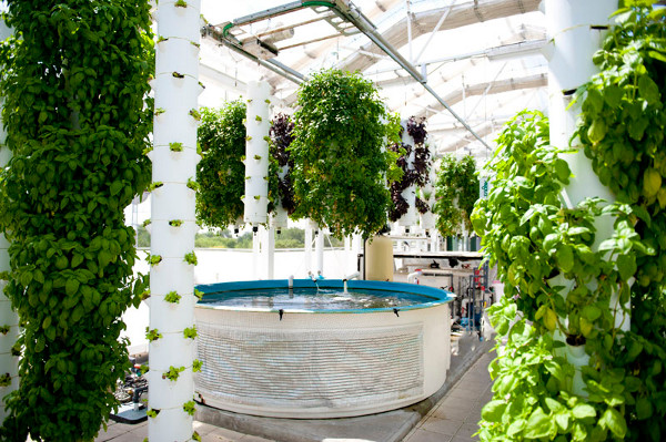 Aquaponics Farming Market Size, Share, Regional Overview and Global Forecast to 2028