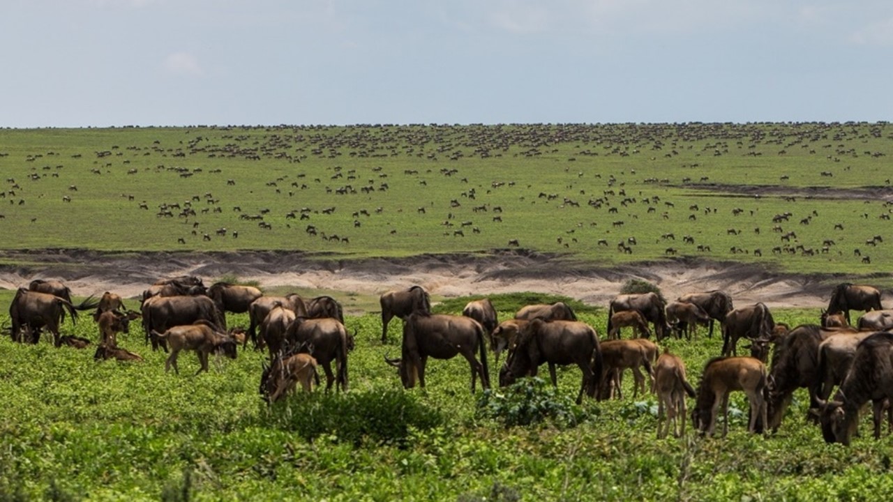 4days/3nights Tour - serengeti/crater/Tarangire