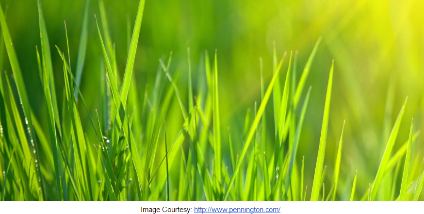 Demystifying grass colors and what they mean