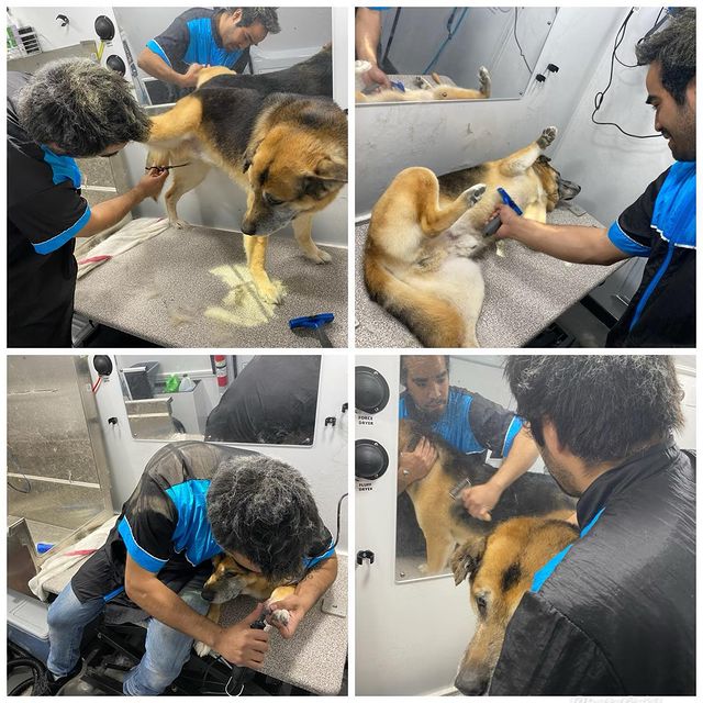 Grooming, Tips, and Tricks for Dogs