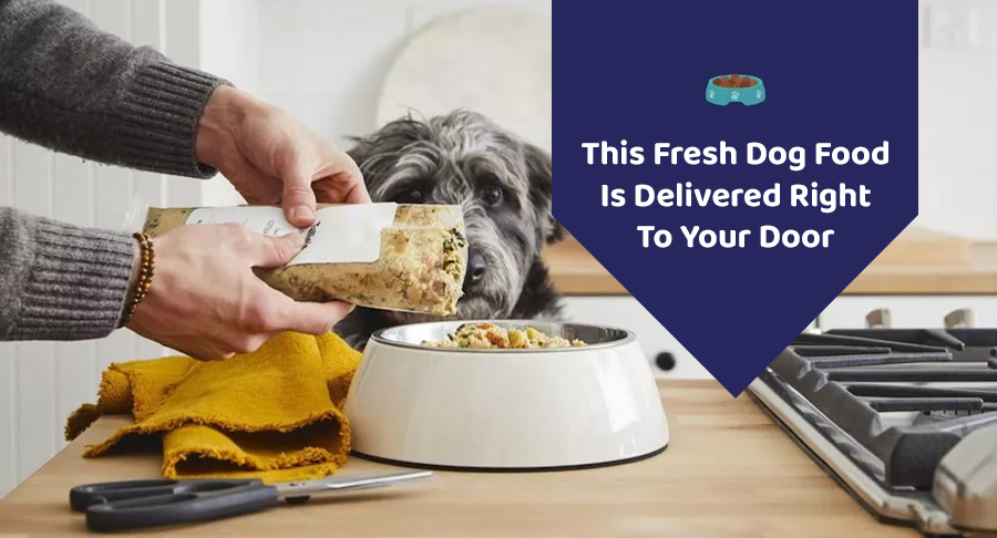 5 Reasons to Make the Switch to a Fresh Dog Food Delivery Service