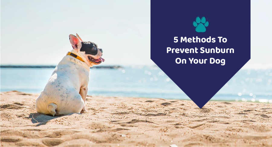  Prevent Sunburn On Your Dog