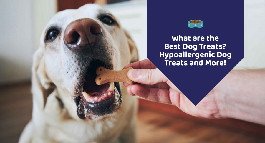 What are the Best Dog Treats? Hypoallergenic Dog Treats and More!