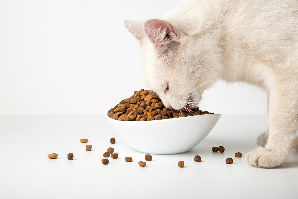 Exploring the World of Best Cat Food: Essential Nutrition for Feline Friends