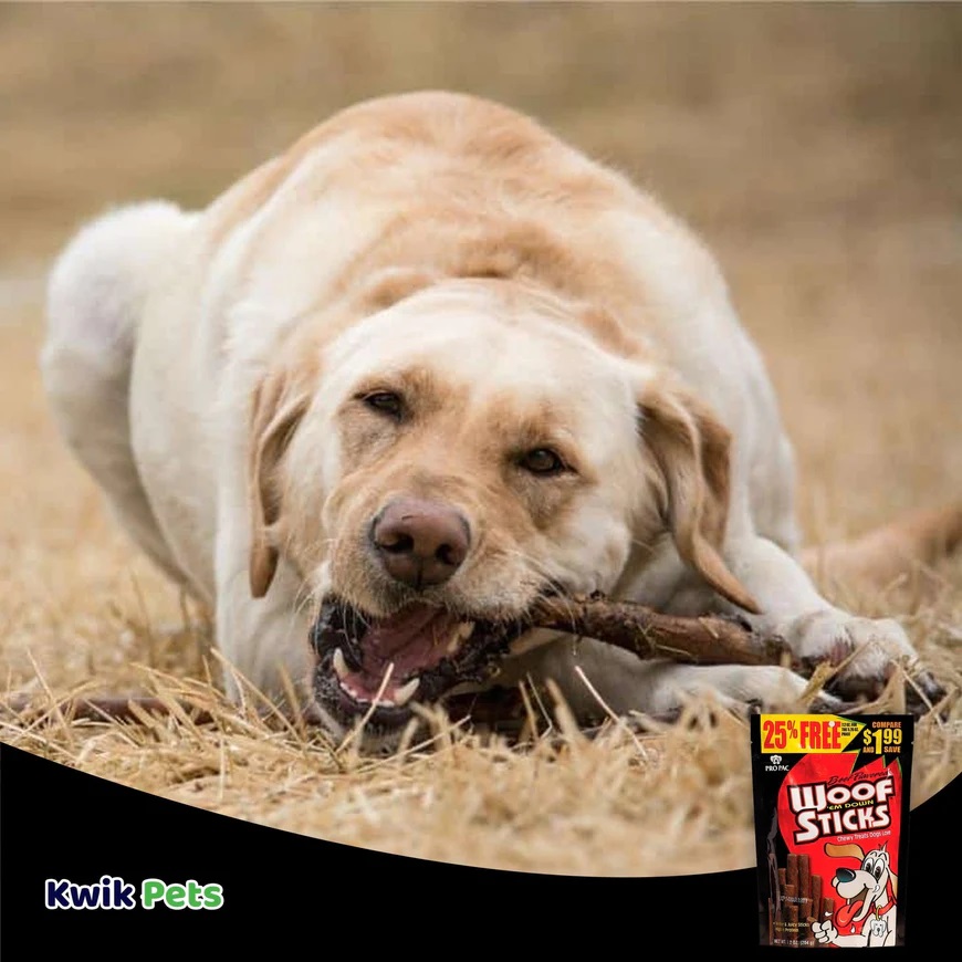 Discover the Benefits of Soft and Chewy Dog Treats