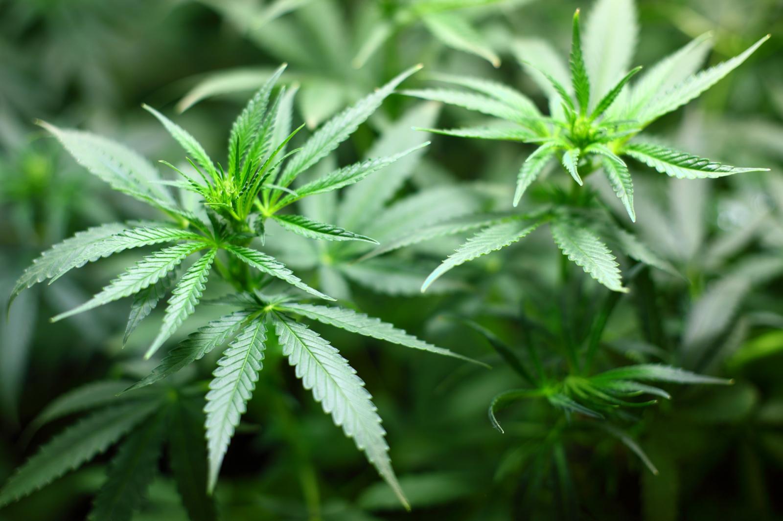 Decide Yourself, Weed Or Not To Weed