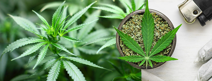 Different Effects of Marijuana On Human Body