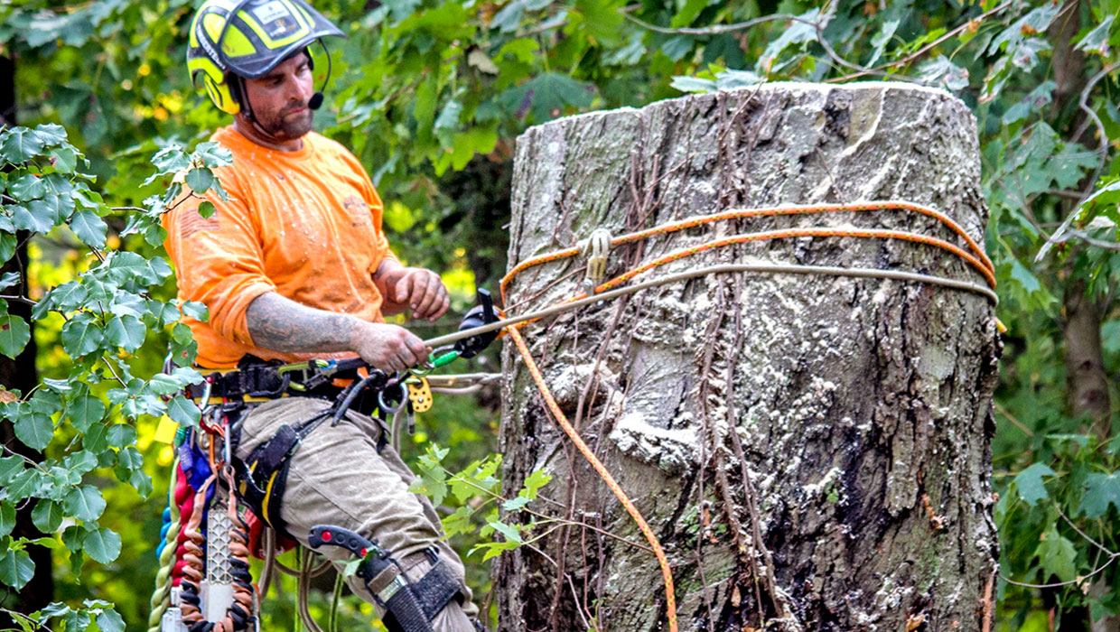 The Best Practices For Tree Removal Services