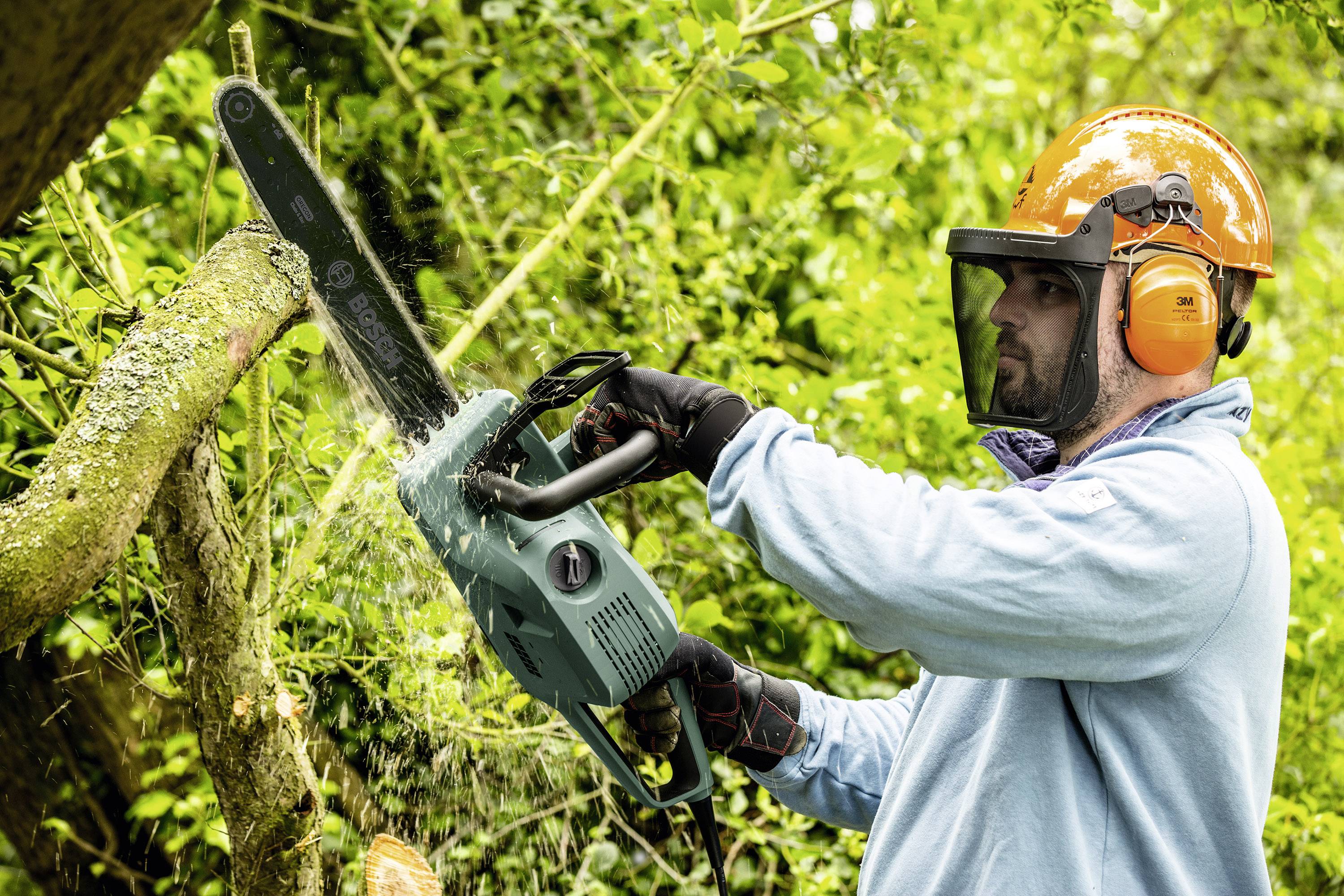 Warning Signs That Indicate Your Tree May Fall