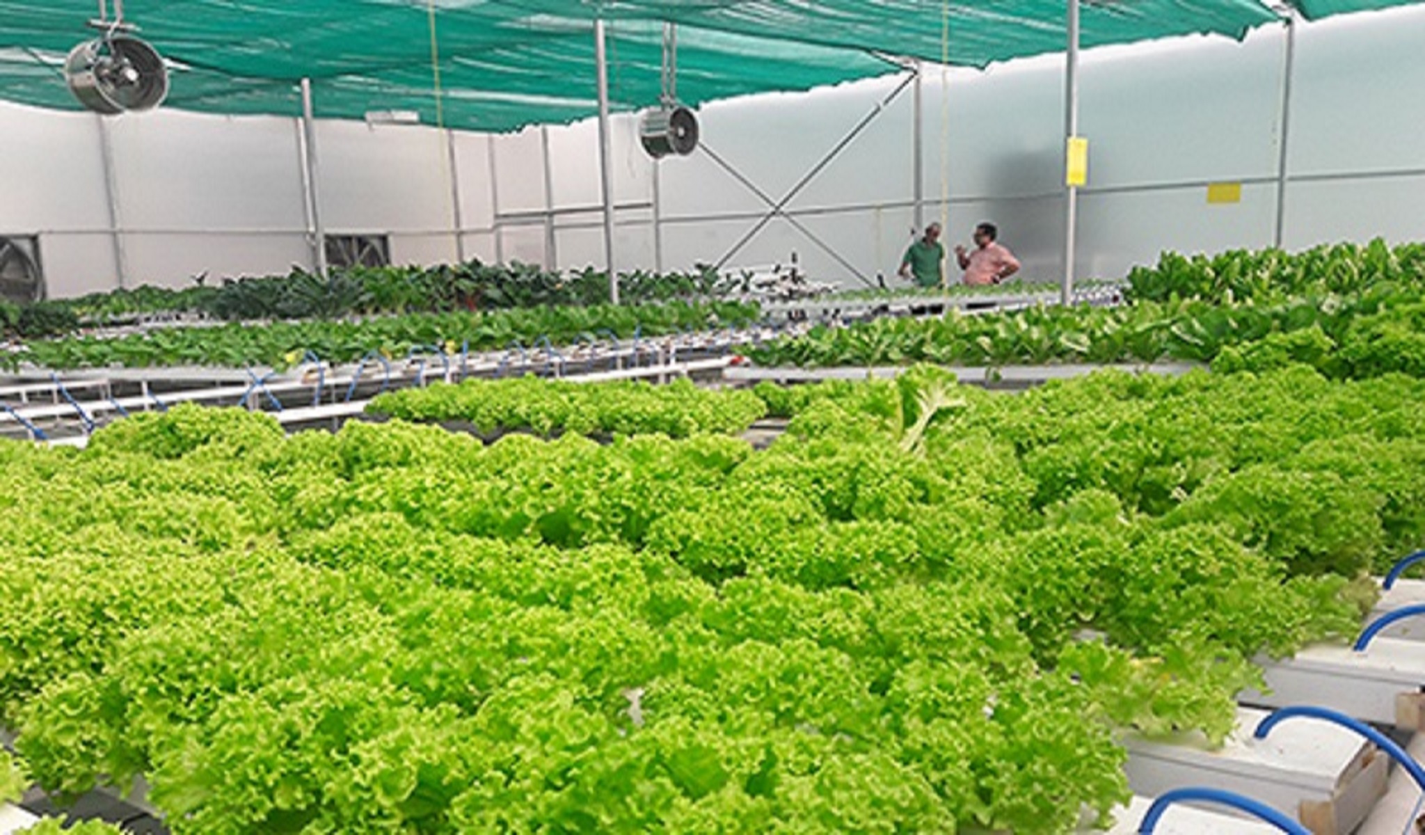 Latest hydroponic supplies
