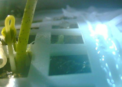 Plant on Moon : “the moon” on China has grown cotton