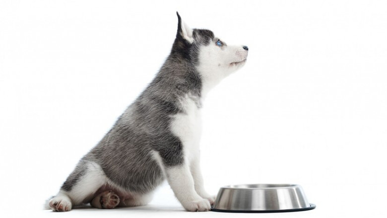 Carnivora Dog Food: What to Feed a Pup with Food Allergies