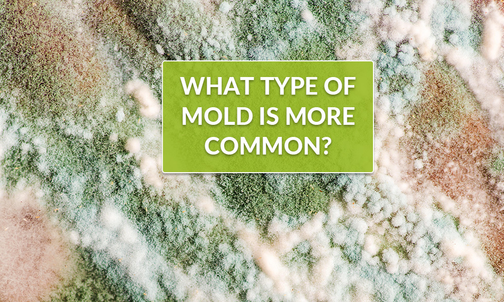 Which Mold Type Is The Most Popular?