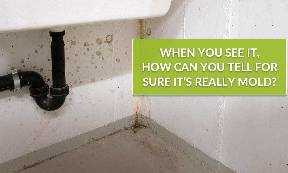 How Can You Tell If It's Mold When You See It?