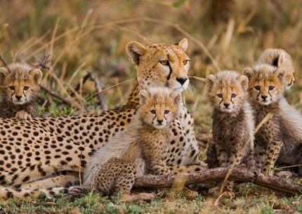 Tarangire National Park Safaris- A Must-see Safari Destination