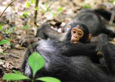 Explore the Greystoke Mahale Mountains National Park Safaris from the perspectives of our Safari Experts and Professional Topnotch Guides