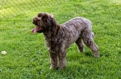 How to Find a Reliable and Ethical Labradoodle Breeder