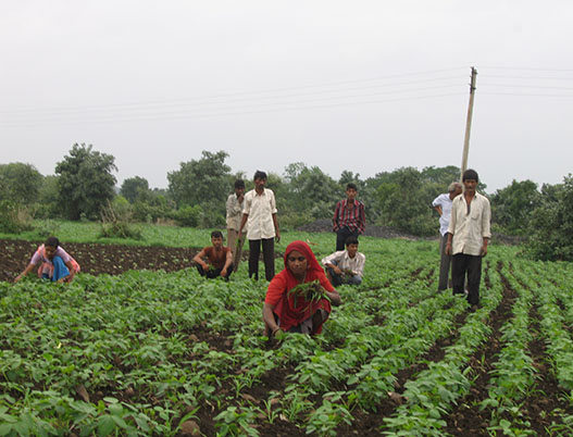 Global Weed Control Market Gaining Traction Owing to Increasing Food Demands