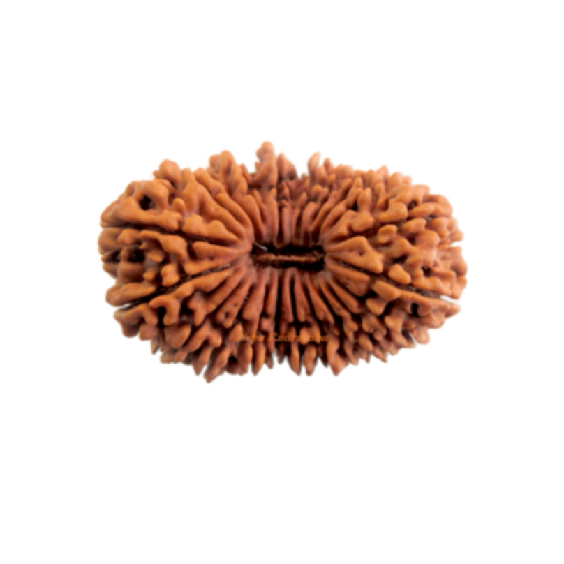 21 Mukhi Rudraksha