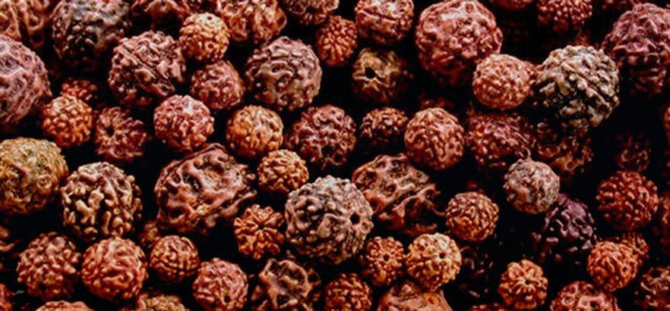 100% Pure rudraksha by Rudraksha hub.
