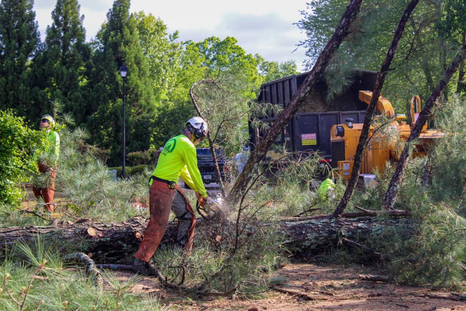 Why Do You Need AKA Tree Service for Tree Removal?