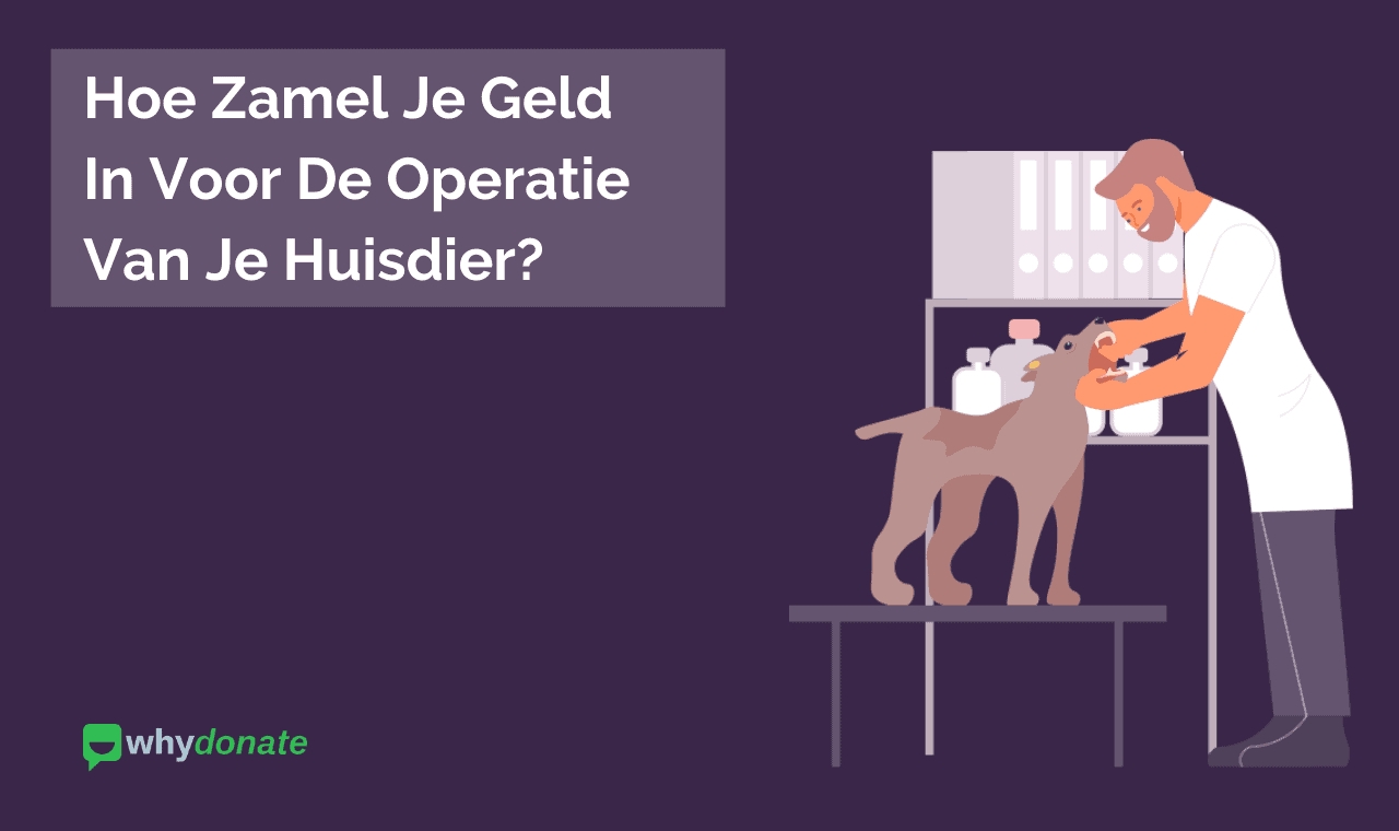 Hoe je voor huisdier operatie geld kunt inzamelen – fondsenwerving voor huisdier