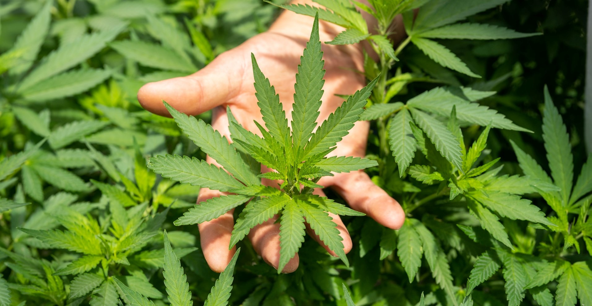 What’s the Difference Between Hemp & Cannabis?