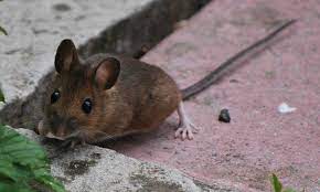 PEST CONTROL: HOW OFTEN SHOULD YOU HAVE IT DONE?