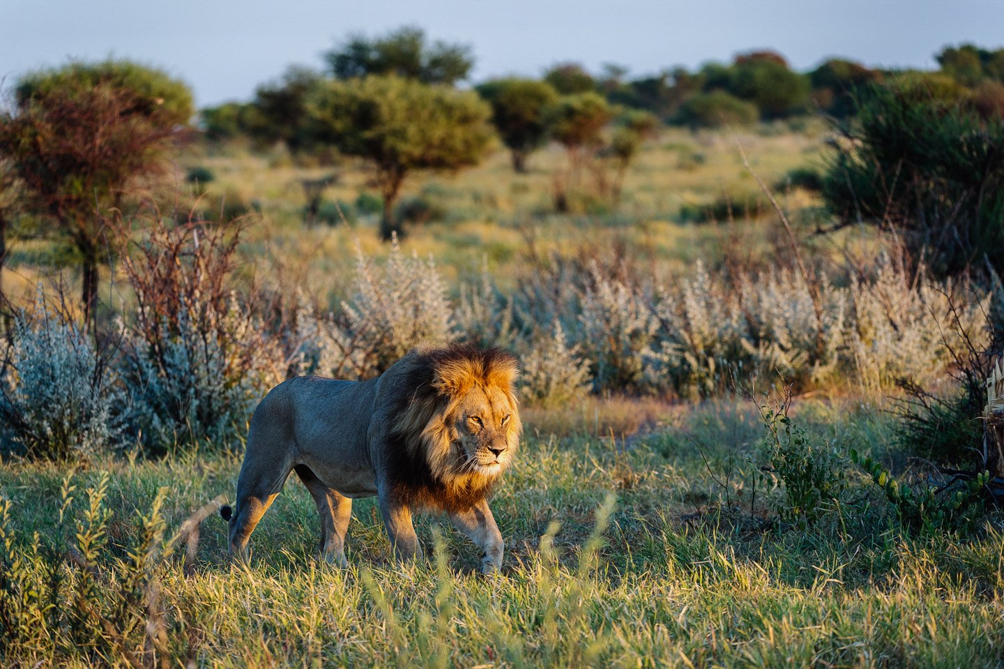 Which One Is The Best Wildlife Safari Experience - Botswana Or Kruger?