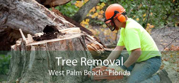 Tree Removal in West Palm Beach