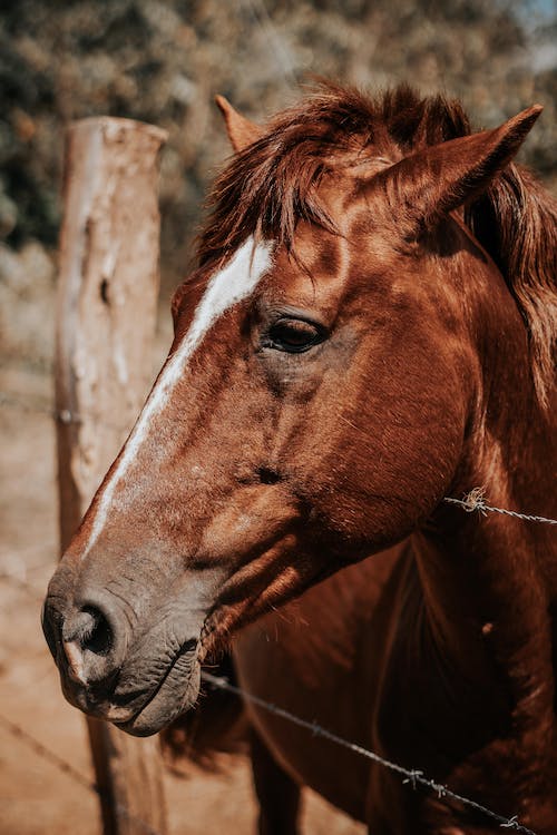The Importance of Having Horse Trailer Insurance