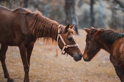 What Types of Horse Insurance Are Available?