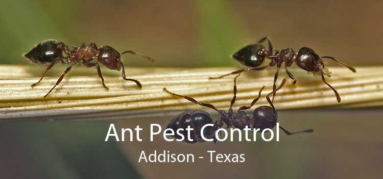 Ant Pest Control in Addison