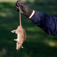 Rat Exterminator in Dallas