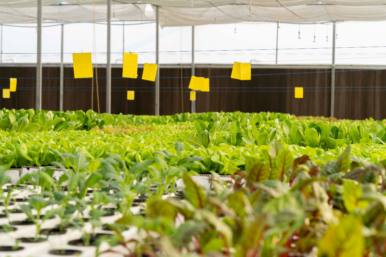 Easy Way to Make a Nutrient mix for Hydroponic lettuce